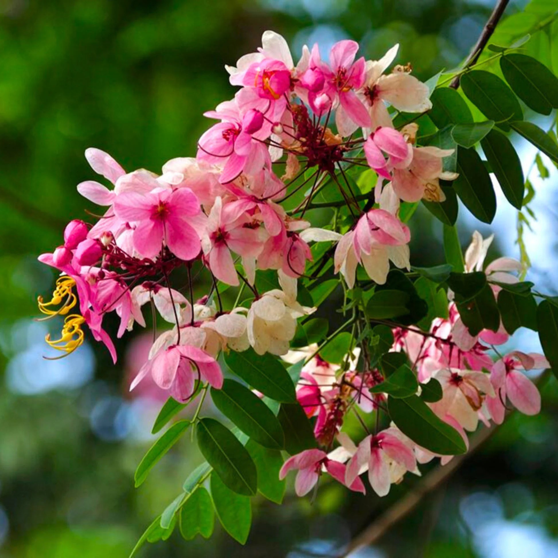 White Pink Cassia Javanica Seeds for Planting
