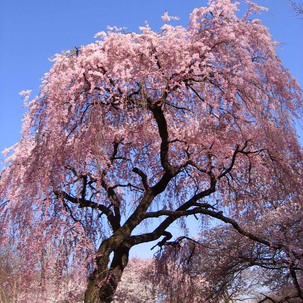 Weeping Pink Flower Seeds for Planting - Enhance Your Garden - Evergrowseeds
