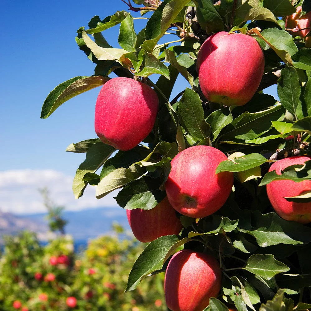 Pink Apple Fruit Seeds for Easy Planting