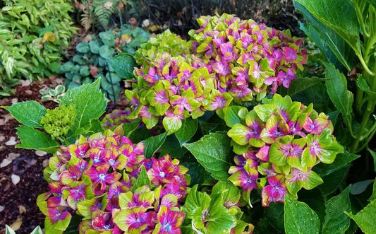 Green Red Hydrangea Flower seeds for Planting - Low Maintenance, Heirloom & GMO Free Seeds for Home Garden