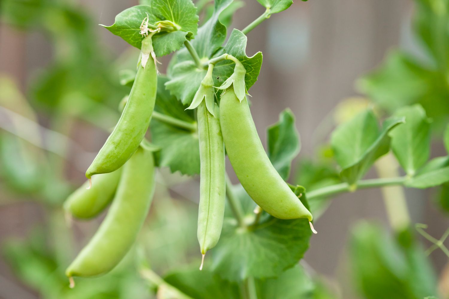 Green Pisum Vegetable Seeds for Planting