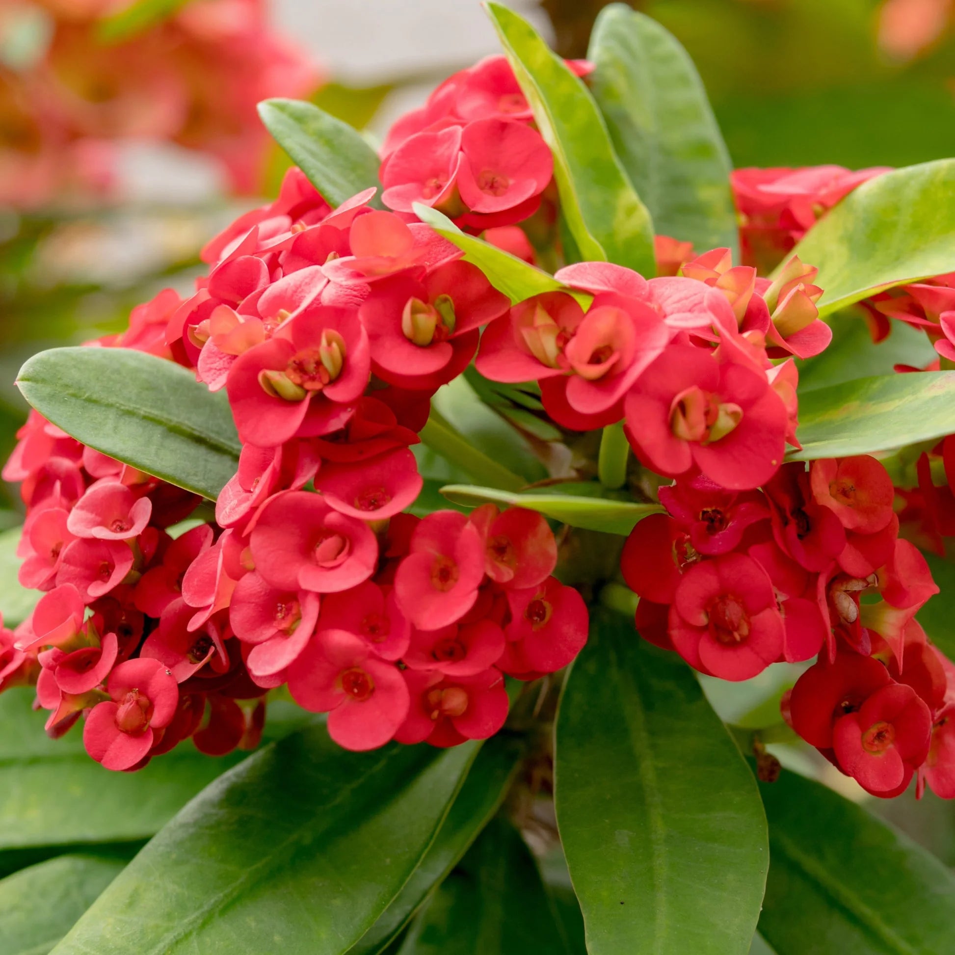 Milii Red Flower Seeds for Planting Vibrant Annuals for Your Garden - Evergrowseeds
