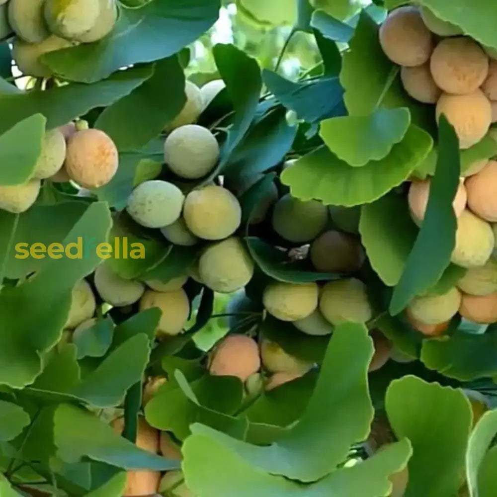 Plant Orange Ginkgo Seeds to grow a beautiful Ginkgo tree.