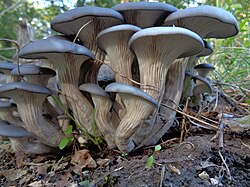 Oyster Mushroom Seeds for Easy Planting