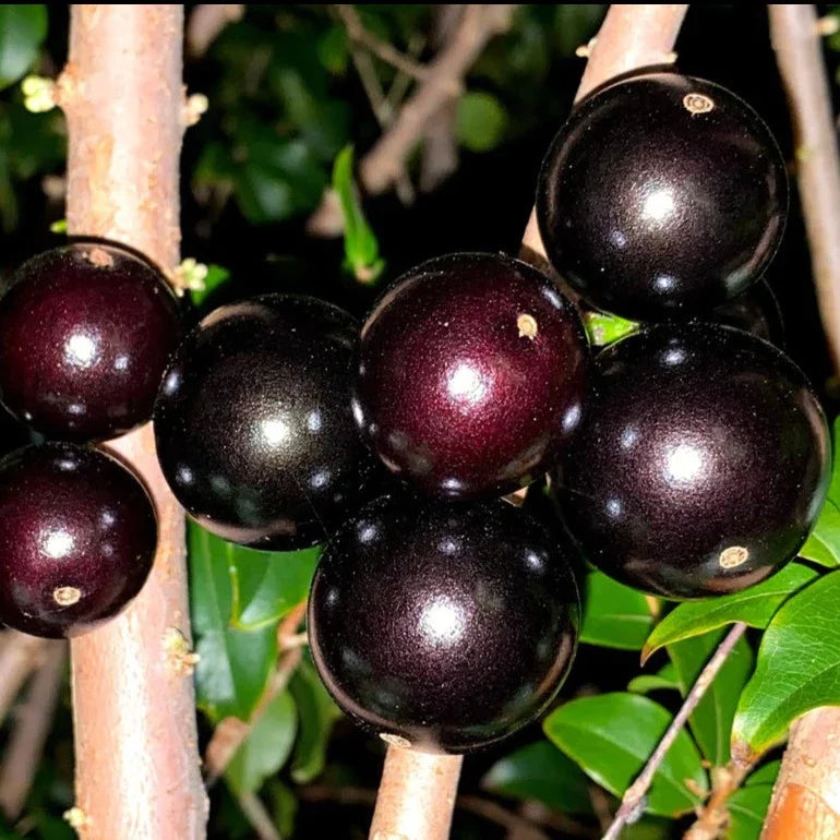 Jaboticaba Fruit Seeds for Planting  Grow Exotic Tropical Fruit in Your Garden