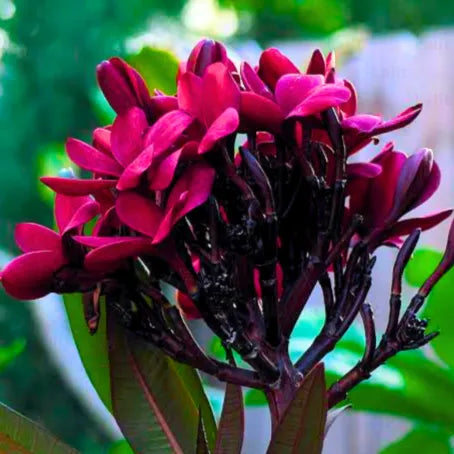 Black Frangipani Flower seeds for Planting - Drought Tolerant, Heirloom & GMO Free Seeds for Home Garden