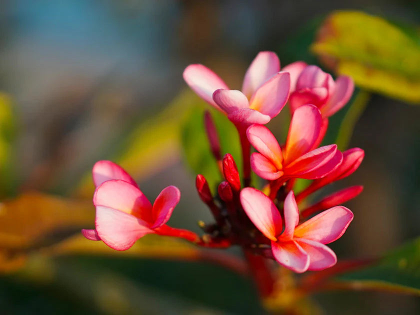 Rubra Flower seeds for Planting - Premium Quality, Heirloom & GMO Free Seeds for Home Garden
