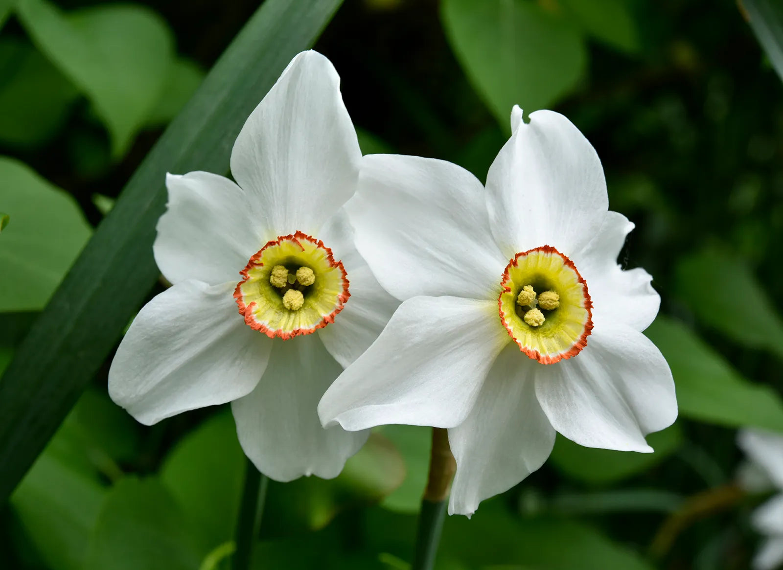 Narcissus Flower seeds for Planting - Cut Flower Favorite, Heirloom & GMO Free Seeds for Home Garden