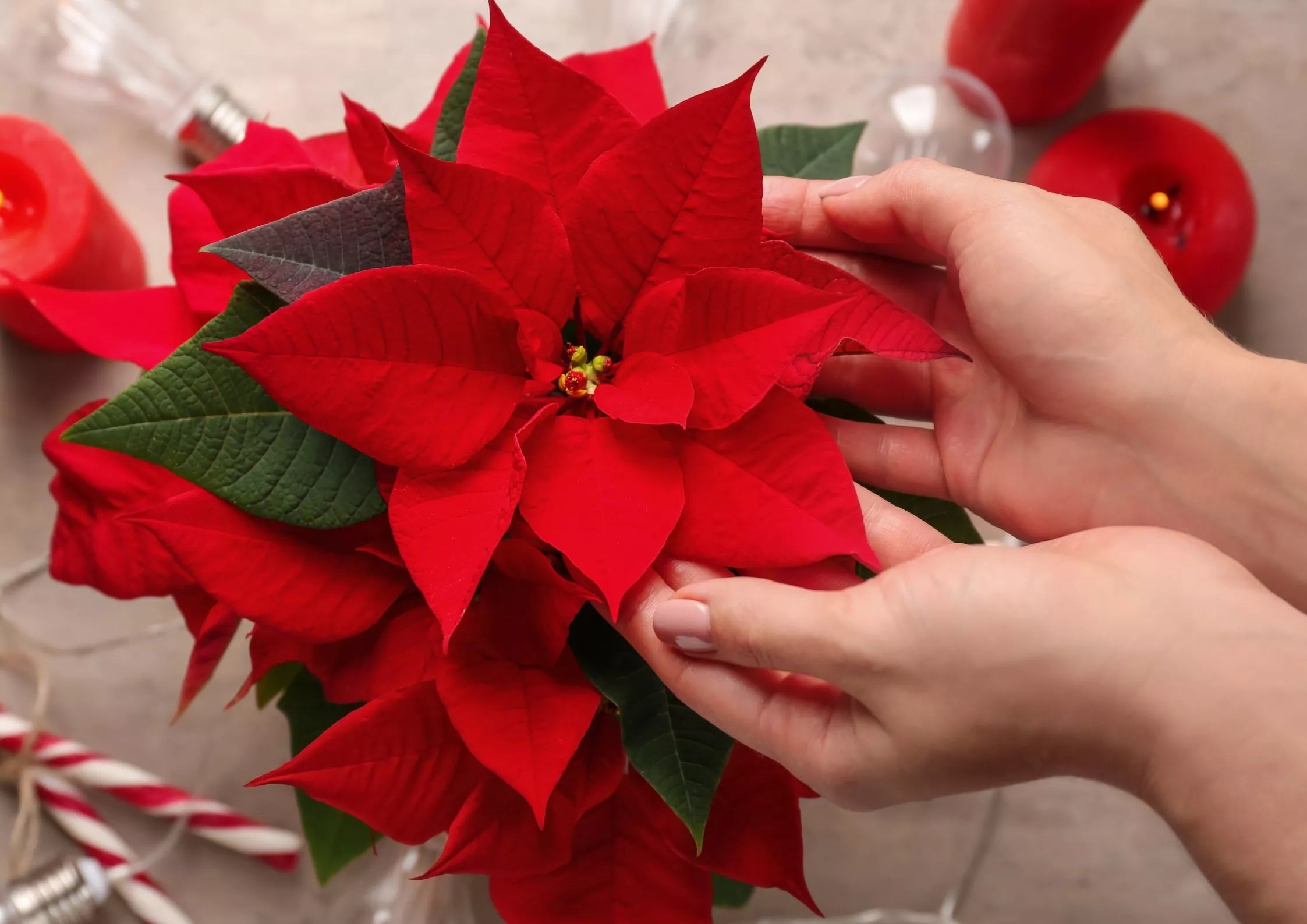 Poinsettia Seeds for Planting  Festive Holiday Flowers