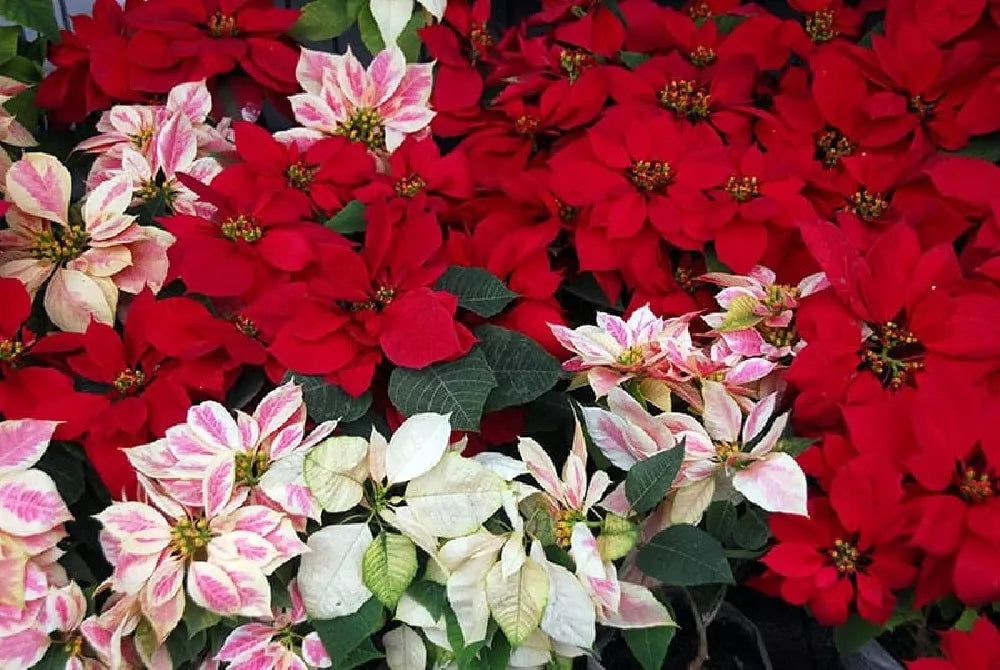 Mixed Poinsettia Flower seeds for Planting - Shade Tolerant, Heirloom & GMO Free Seeds for Home Garden