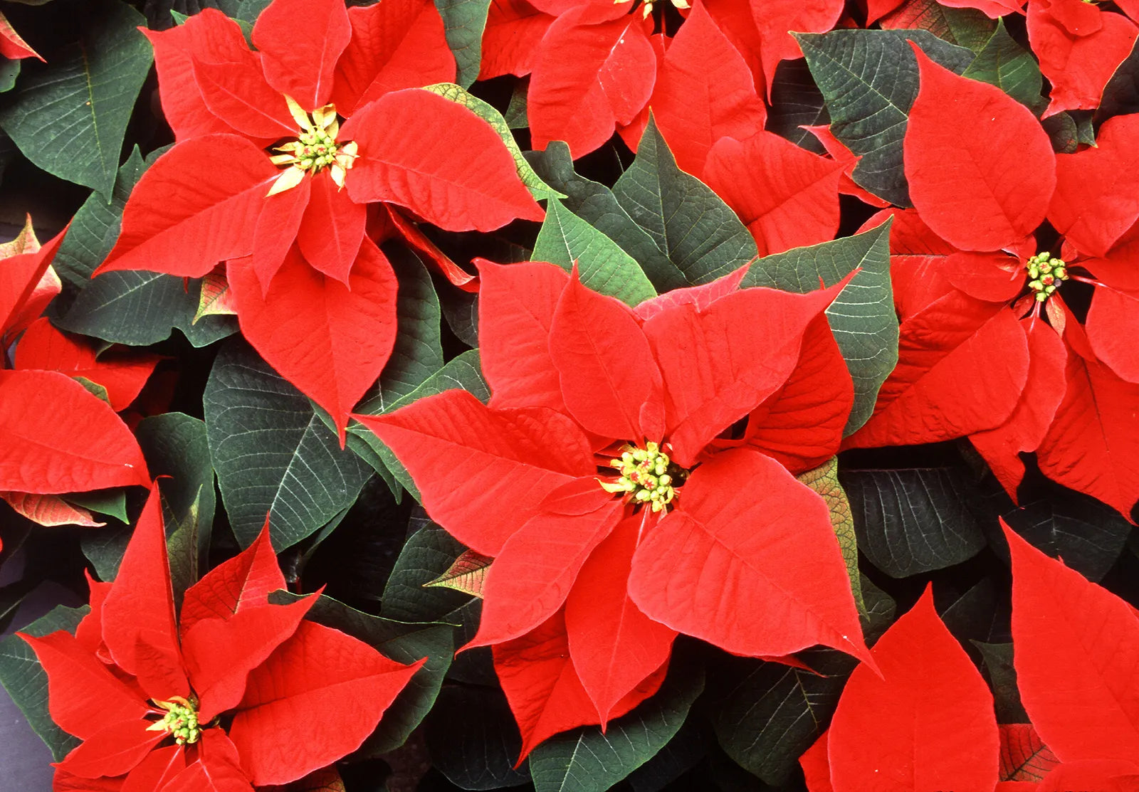 Green Poinsettia Perennial Flower seeds for Planting - Wildflower Mix, Heirloom & GMO Free Seeds for Home Garden