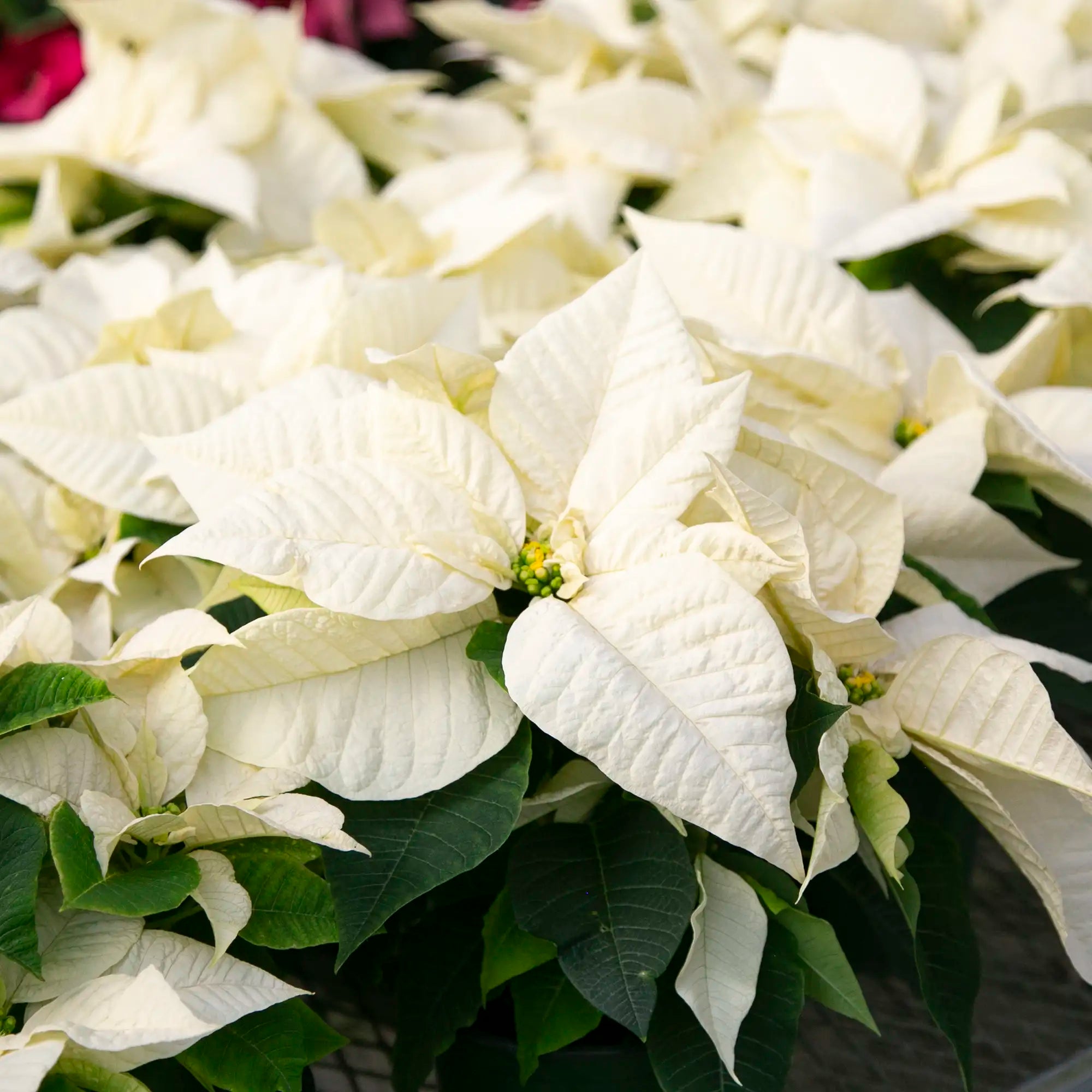 White Poinsettia Flower seeds for Planting - Hardy Variety, Heirloom & GMO Free Seeds for Home Garden