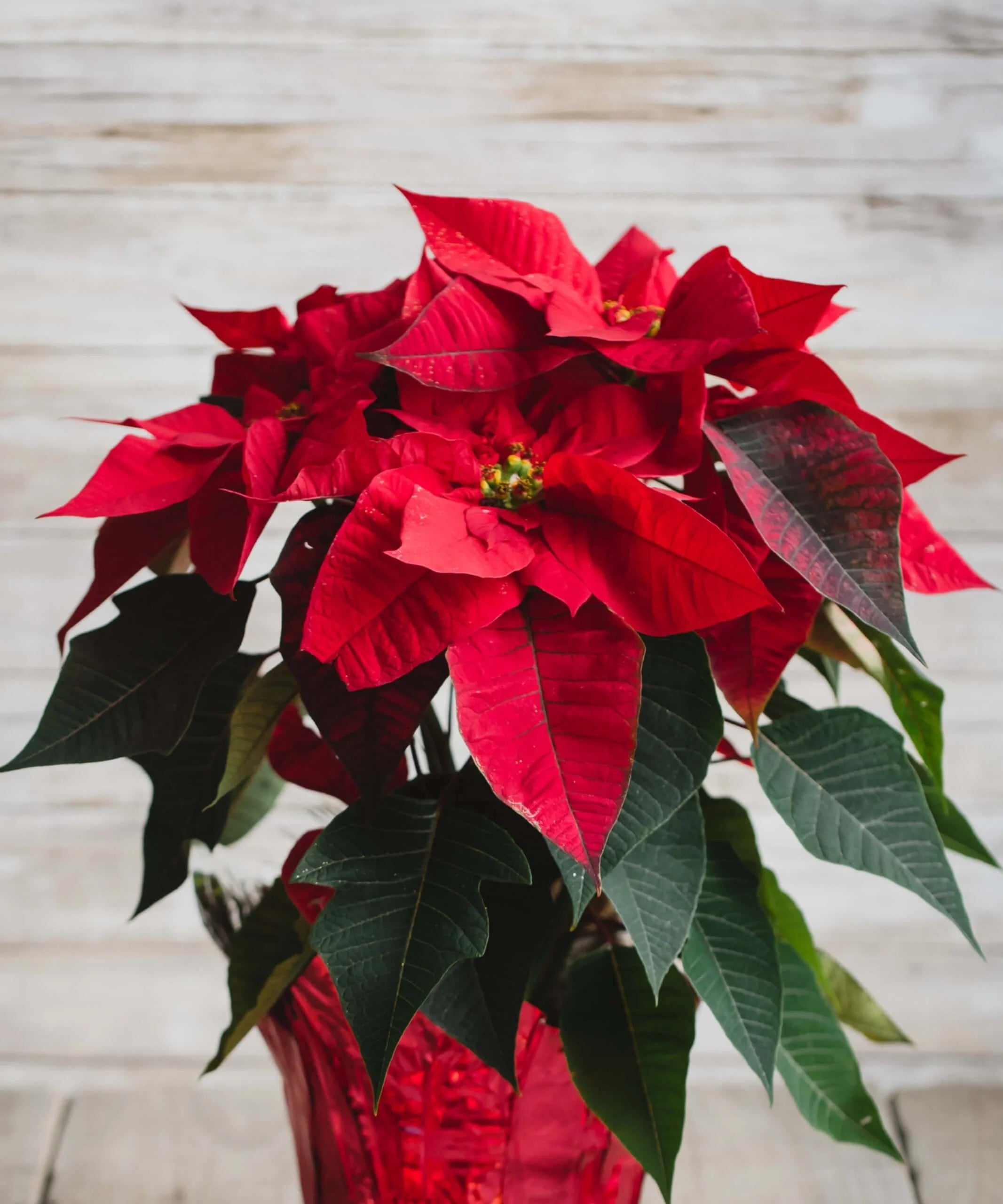 Poinsettia Seeds for Planting  Festive Holiday Flowers