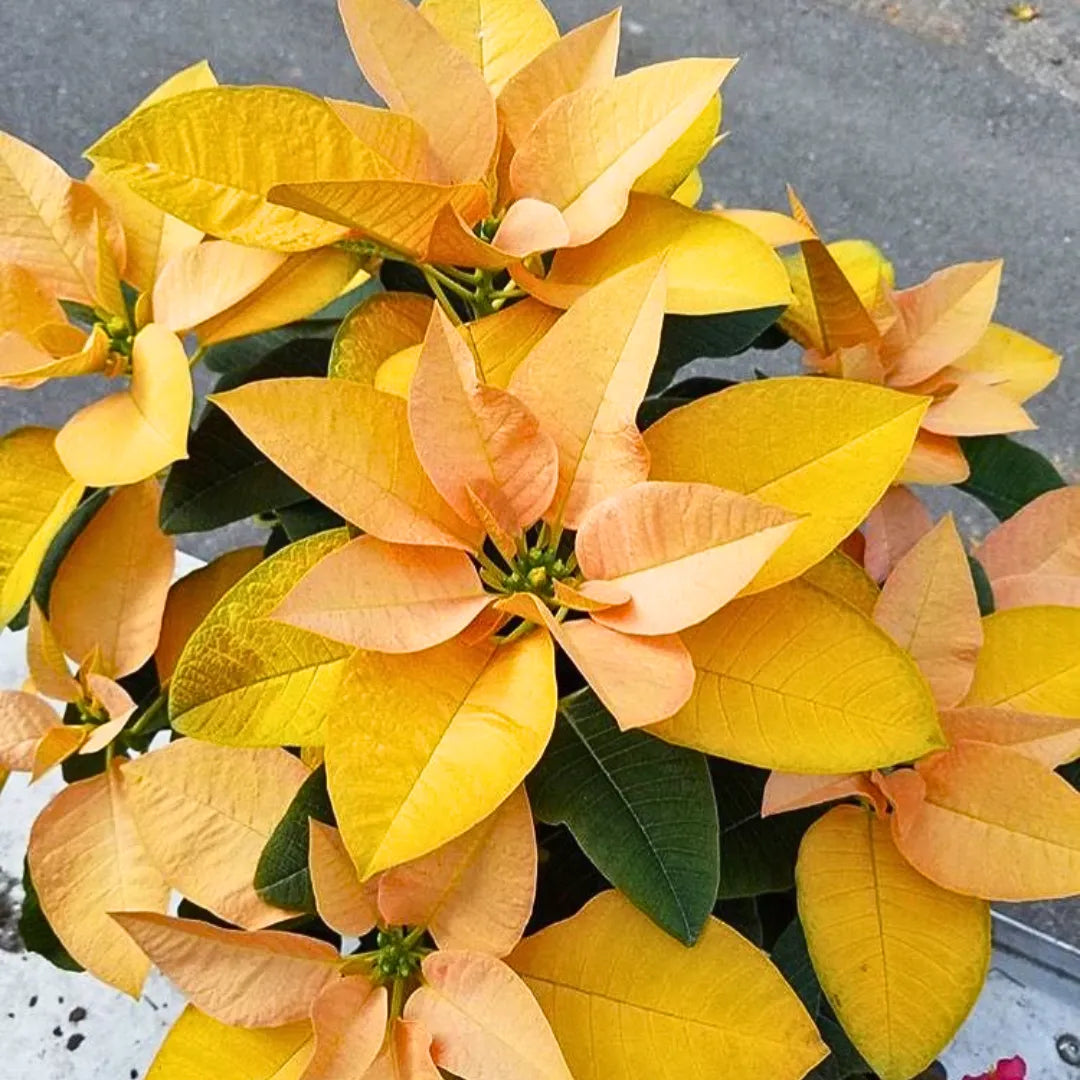 Red Yellow Poinsettia Flower Seeds for Planting  Vibrant Annual Blooms