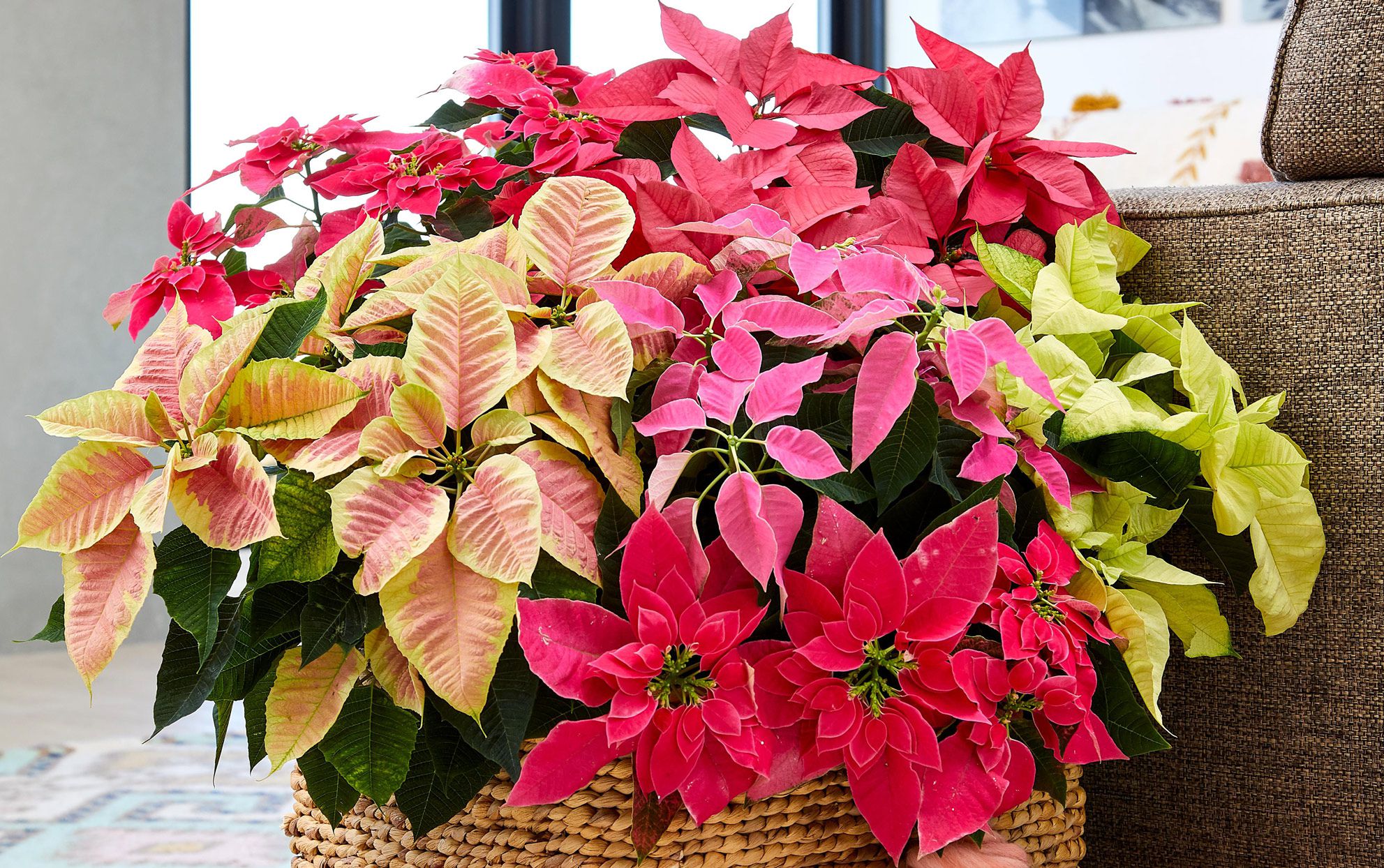 Mixed Poinsettia Flower seeds for Planting - Bright Blooms, Heirloom & GMO Free Seeds for Home Garden