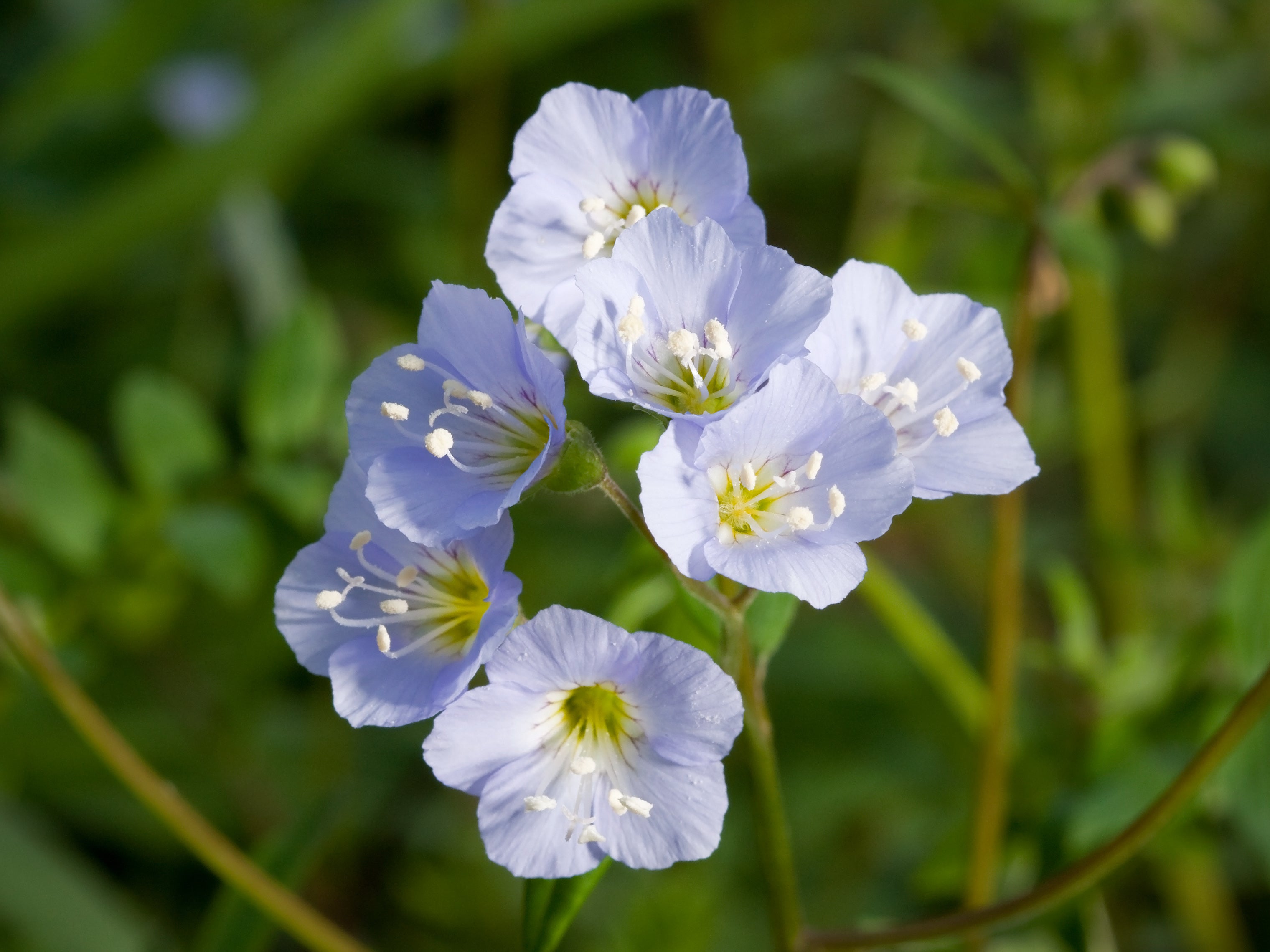 Jacobs Flower seeds blooming in flower beds, containers, borders, and pollinator-friendly gardens