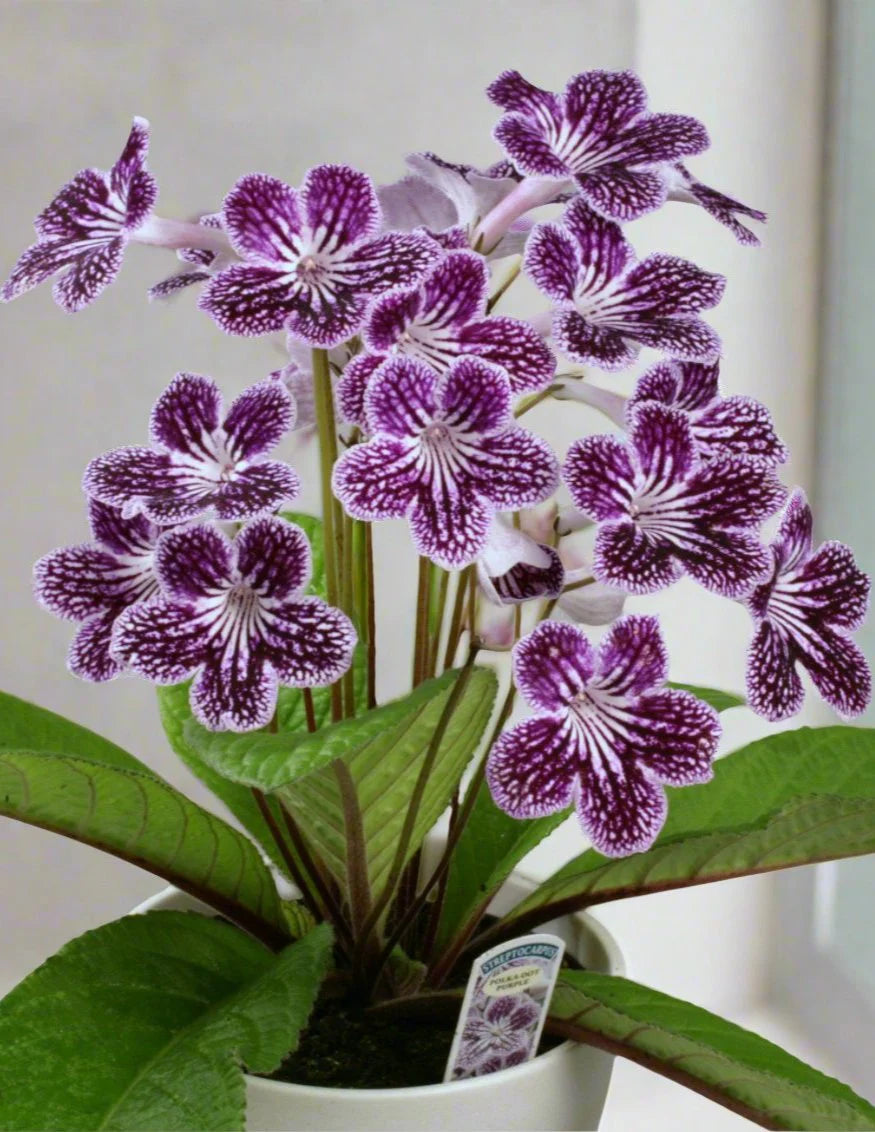 Streptocarpus Flower seeds for Planting - Low Maintenance, Heirloom & GMO Free Seeds for Home Garden
