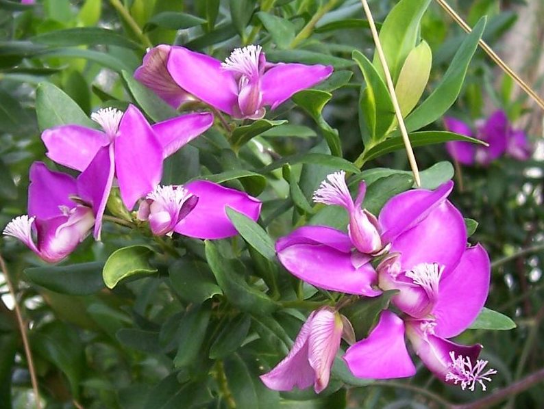 Polygala Myrtifolia Flower seeds for Planting - Hardy Variety, Heirloom & GMO Free Seeds for Home Garden