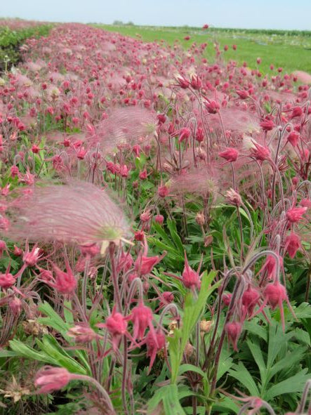 Triflorum Flower seeds for Planting - Long Bloom Season, Heirloom & GMO Free Seeds for Home Garden