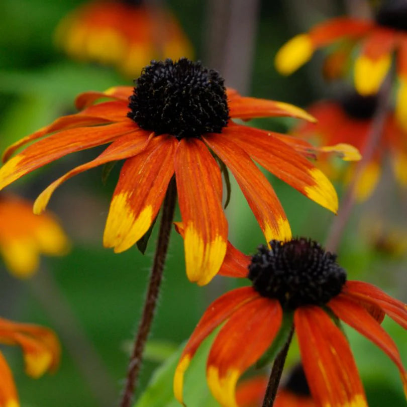 Prairie Flower seeds for Planting Low Maintenance Heirloom & GMO Free Seeds for Home Garden