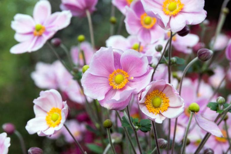 Pink White Anemone Flower Seeds for Planting Colorful Display Heirloom & GMO Free Seeds for Home Garden
 
 Sale