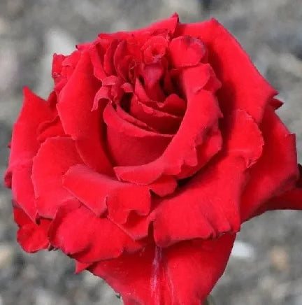 Red Rose Flower Planting Seeds Collection