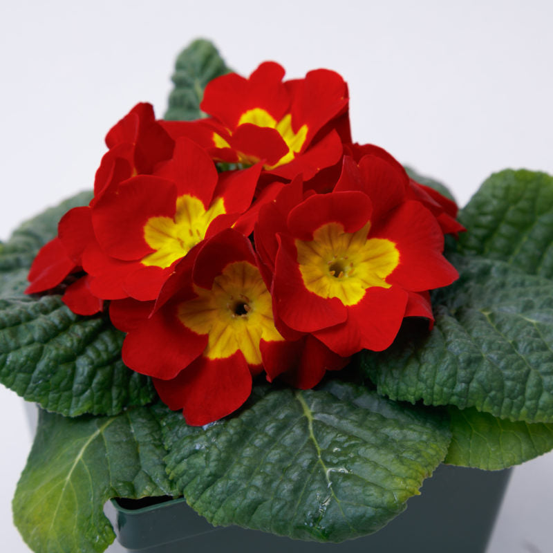 Yellow Red Danova Copper Flower seeds for Planting - Premium Quality, Heirloom & GMO Free Seeds for Home Garden