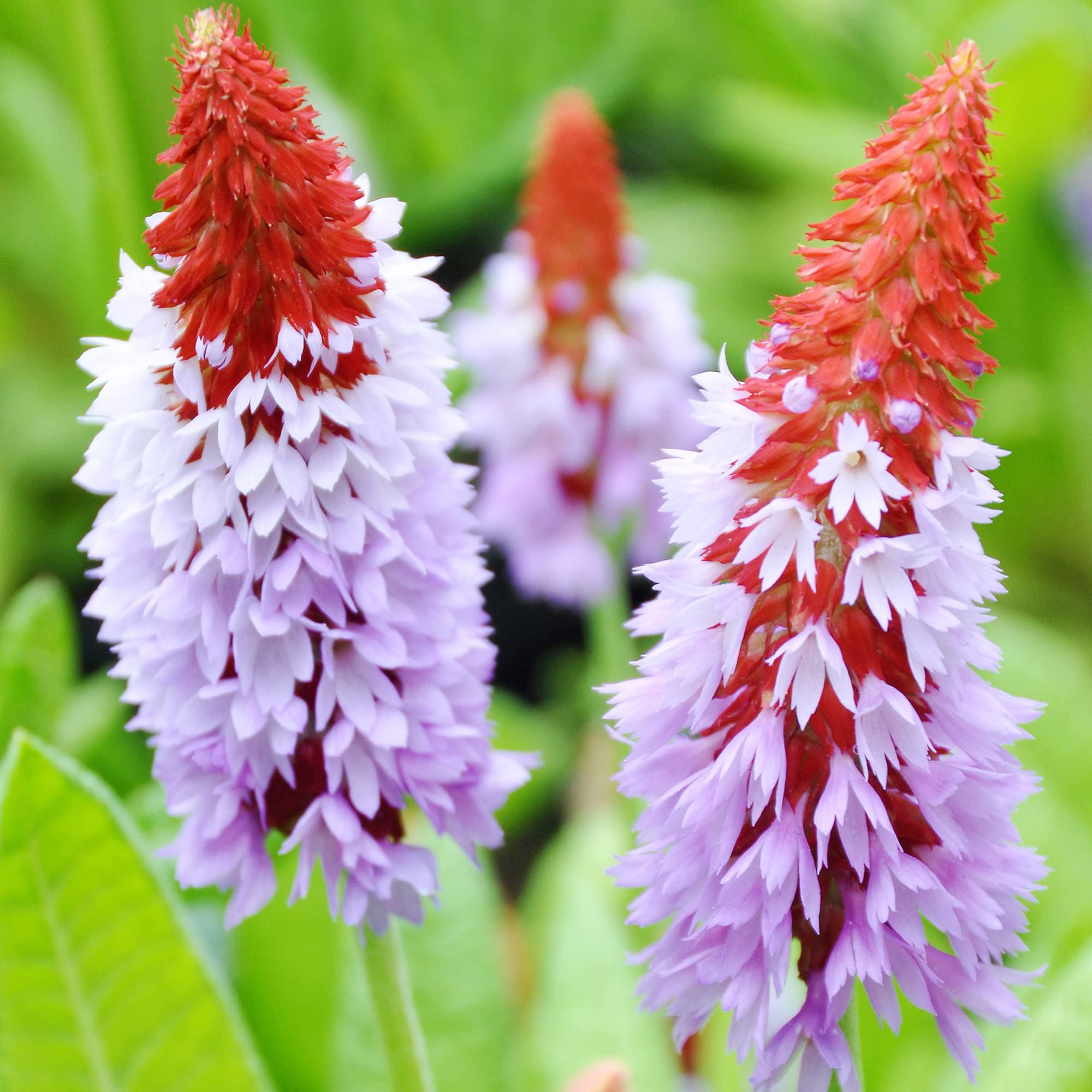 Non GMO Primula Vialii planting seeds
