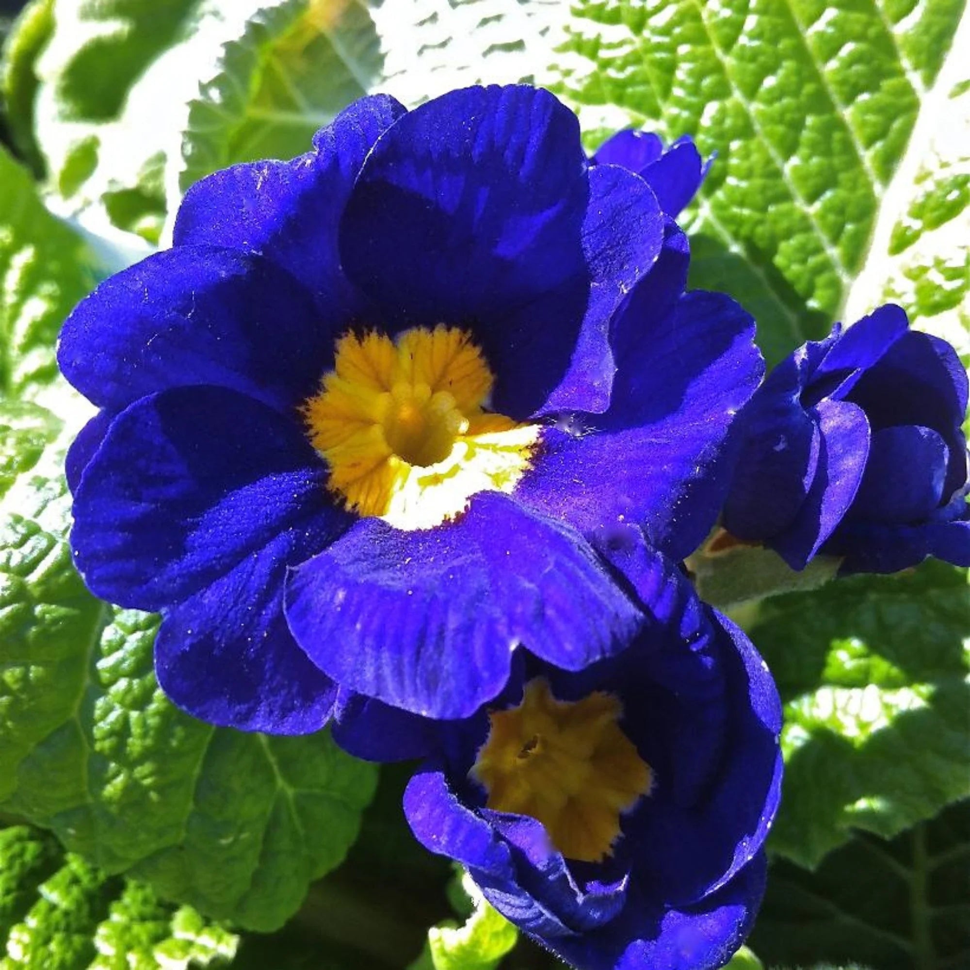 Blue Primrose Flower Seed for Plantings for Planting for Easy Planting Heirloom Non-GMO Seeds
