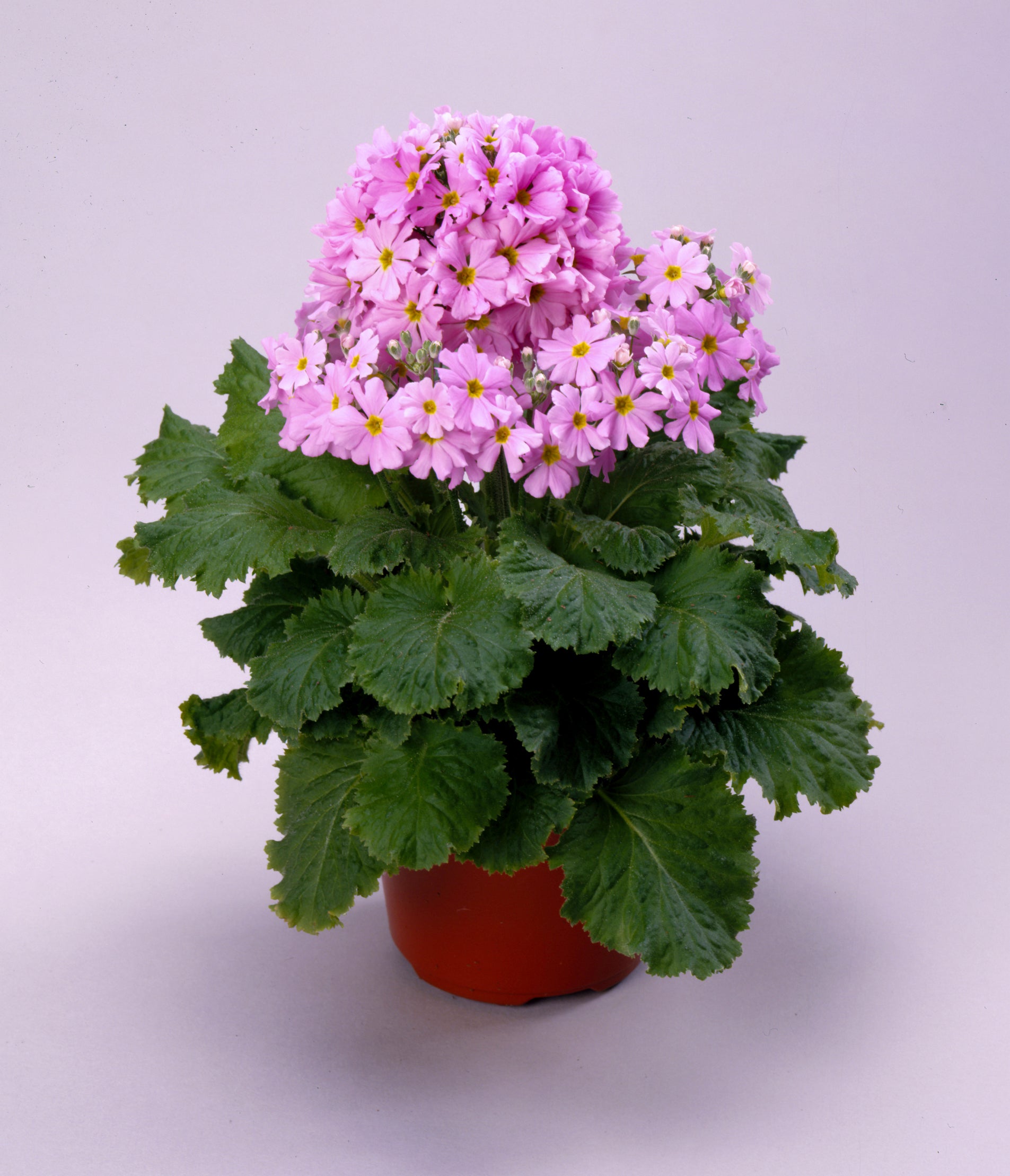 Primula Flower seeds for Planting - Long Bloom Season, Heirloom & GMO Free Seeds for Home Garden
