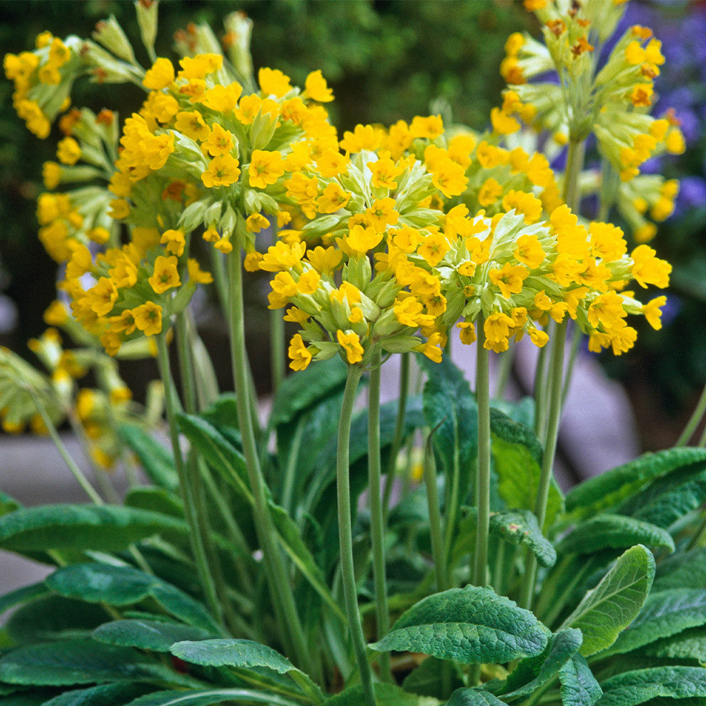 Yellow Primula Flower Seeds for Planting Premium Quality Heirloom & GMO Free Seeds for Home Garden
 
 Sale