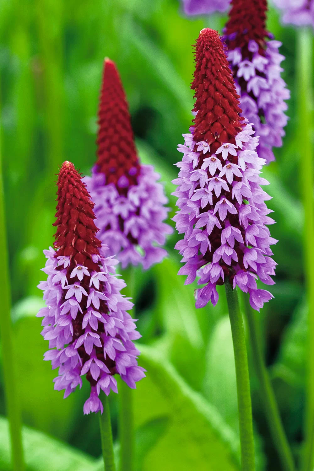 Red Purple Primula Vialii Flower seeds for Planting - Vibrant Colors, Heirloom & GMO Free Seeds for Home Garden