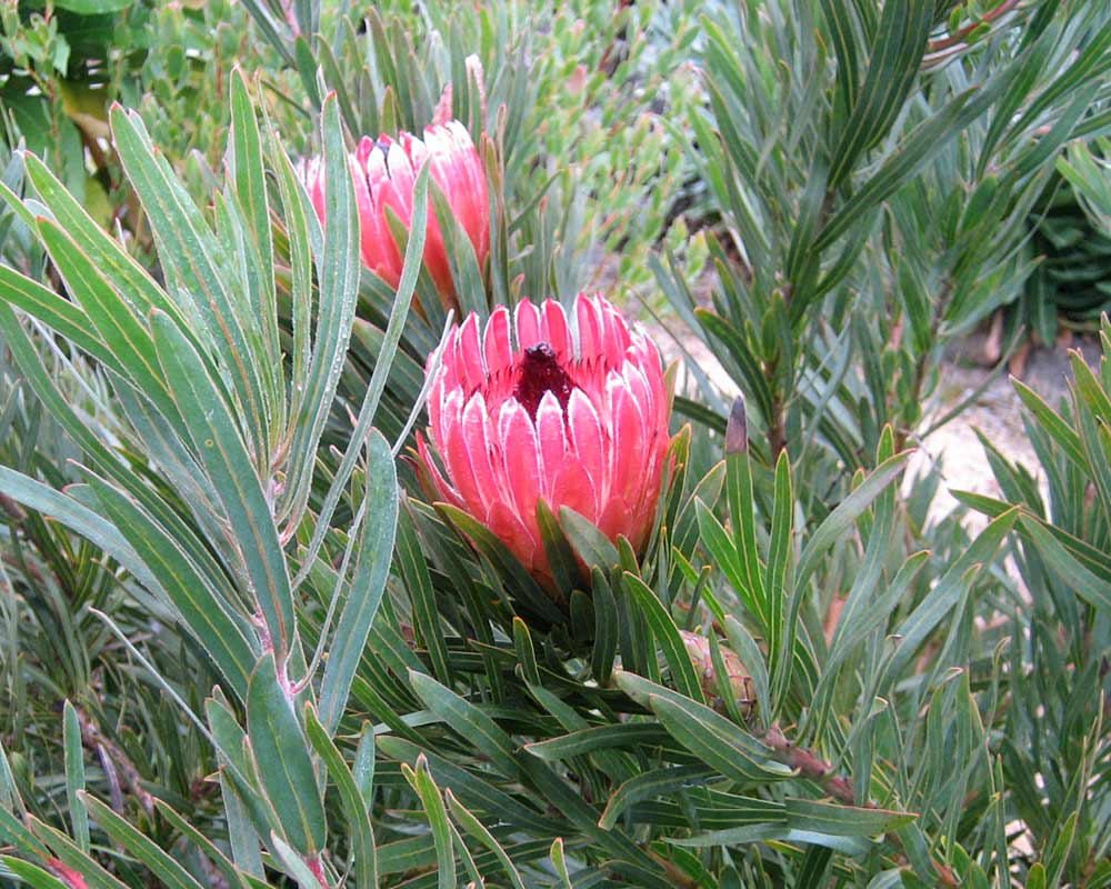 Pink Neriifolia Flower Seeds for Planting Hardy Variety Heirloom & GMO Free Seeds for Home Garden
 
 Sale