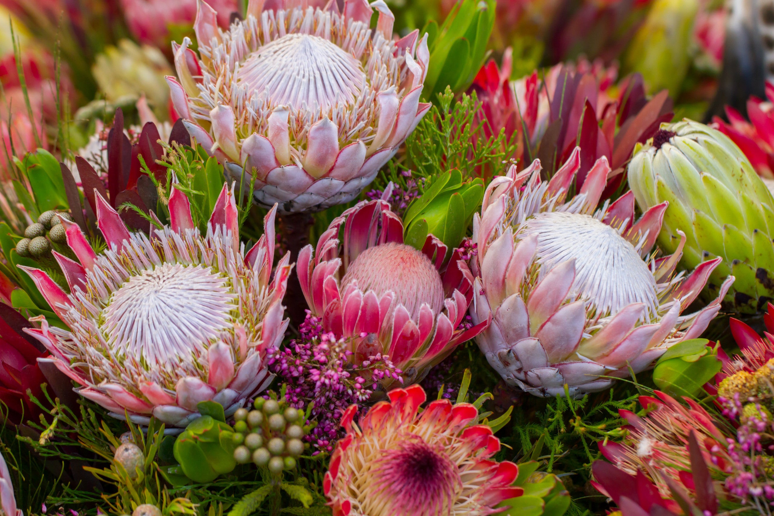 Protea Flower seeds for Planting - Sun Loving, Heirloom & GMO Free Seeds for Home Garden