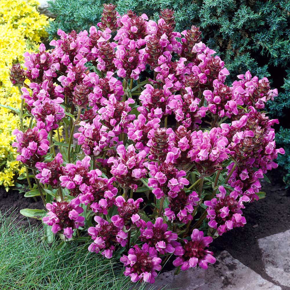 Grandiflora Rubra Flower seeds for Planting - Shade Tolerant, Heirloom & GMO Free Seeds for Home Garden