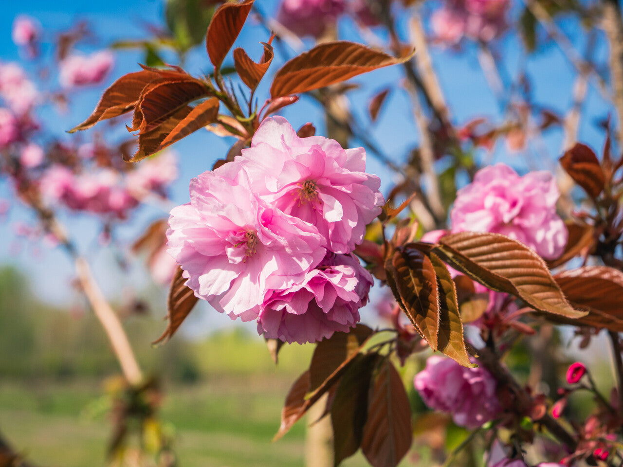 Pink Fraseri Serrulata Flower seeds for Planting - Perfect for Borders, Heirloom & GMO Free Seeds for Home Garden