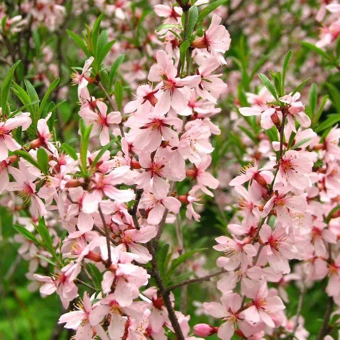 Dwarf Russian Almond (Prunus Tenella) - Rose Red & Pink Fragrant Flower Shrub Seed for Plantings for Planting Heirloom N