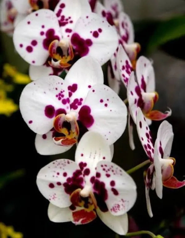 White Red Phalaenopsis Orchid Flower seeds for Planting - Fragrant Blossoms, Heirloom & GMO Free Seeds for Home Garden