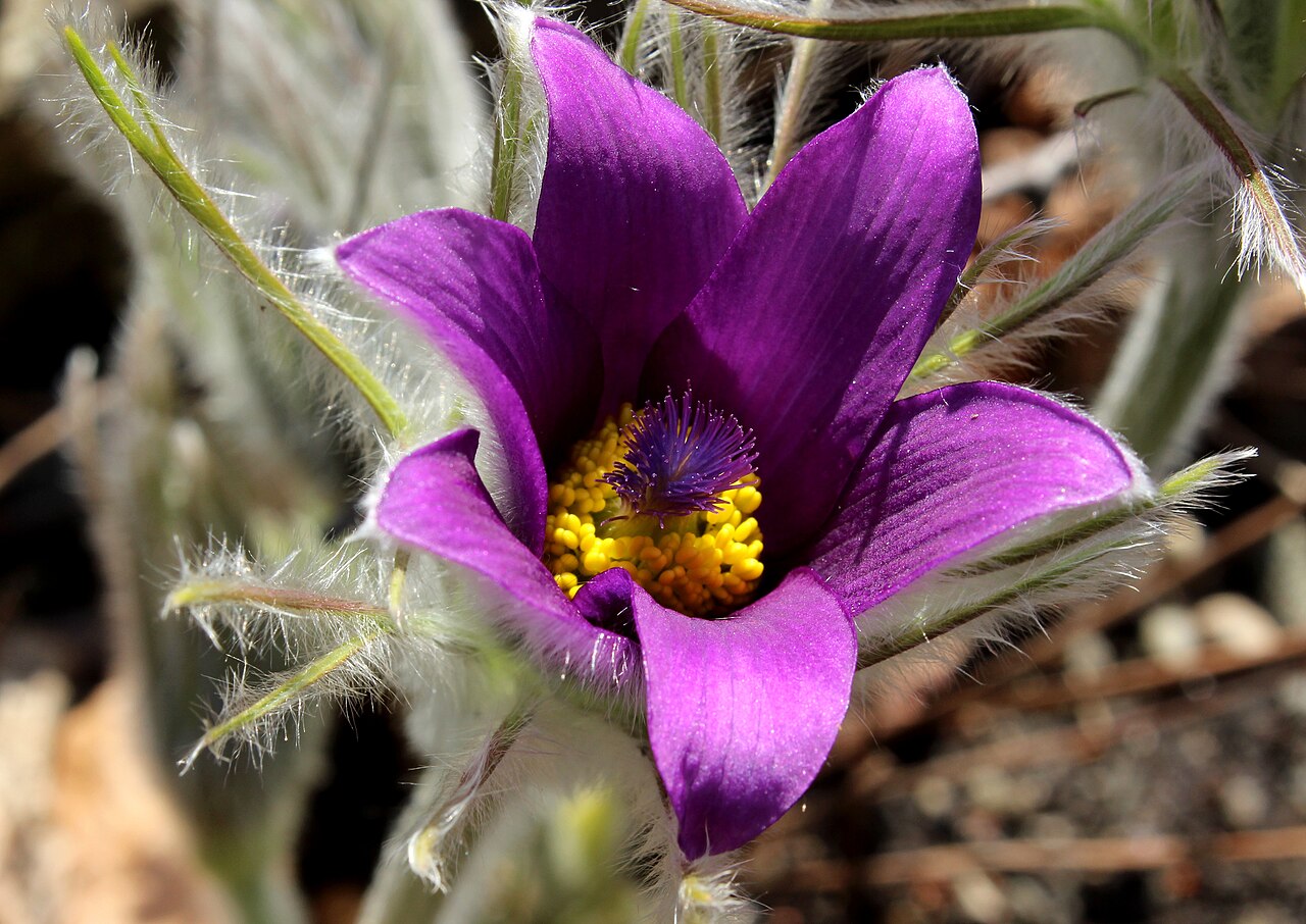 Violet Pulsatilla Flower seeds for Planting - Drought Tolerant, Heirloom & GMO Free Seeds for Home Garden
