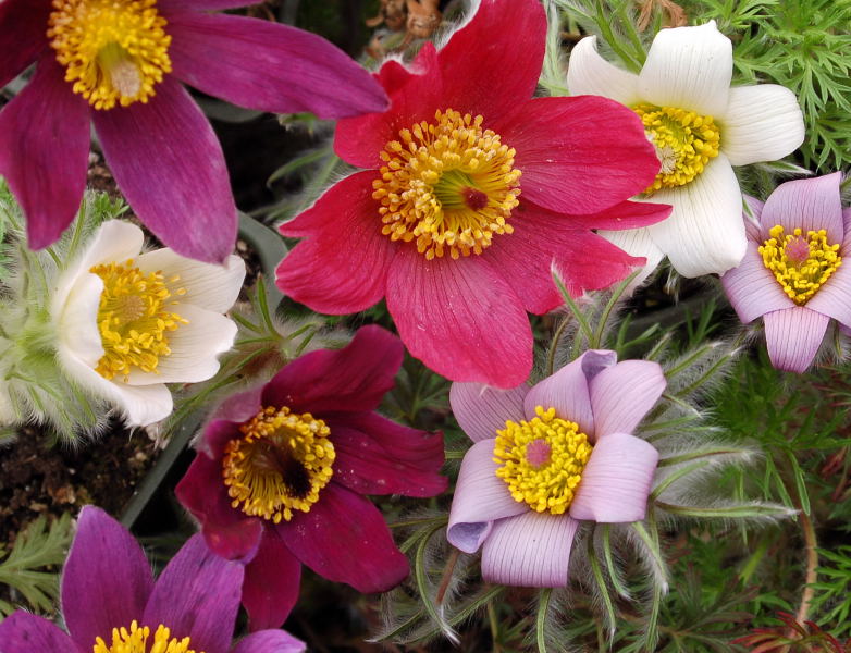 Pulsatilla Flower seeds for Planting - Hardy Variety, Heirloom & GMO Free Seeds for Home Garden