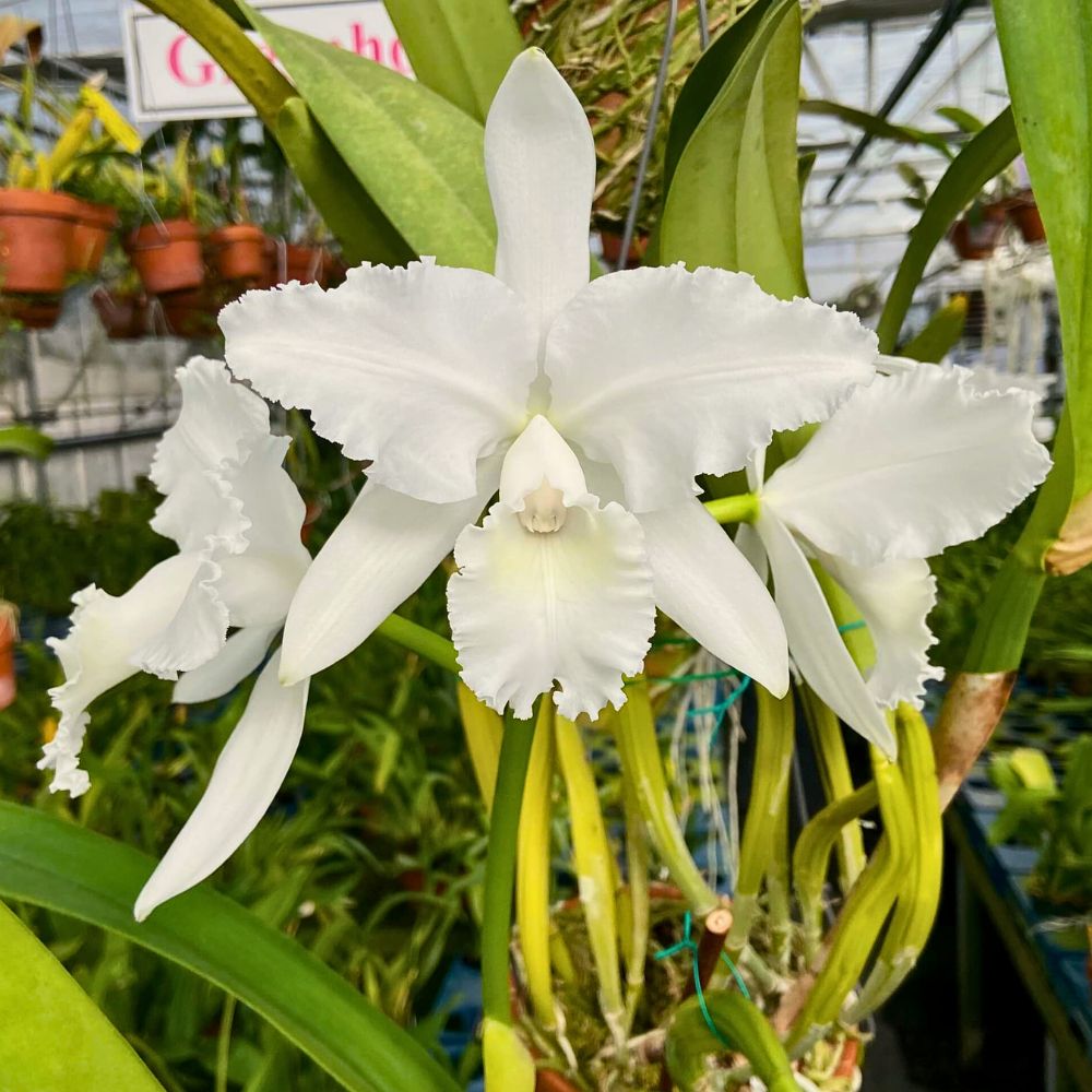 White Cattleya Flower Seeds for Planting Hardy Variety Heirloom & GMO Free Seeds for Home Garden
 
 Sale