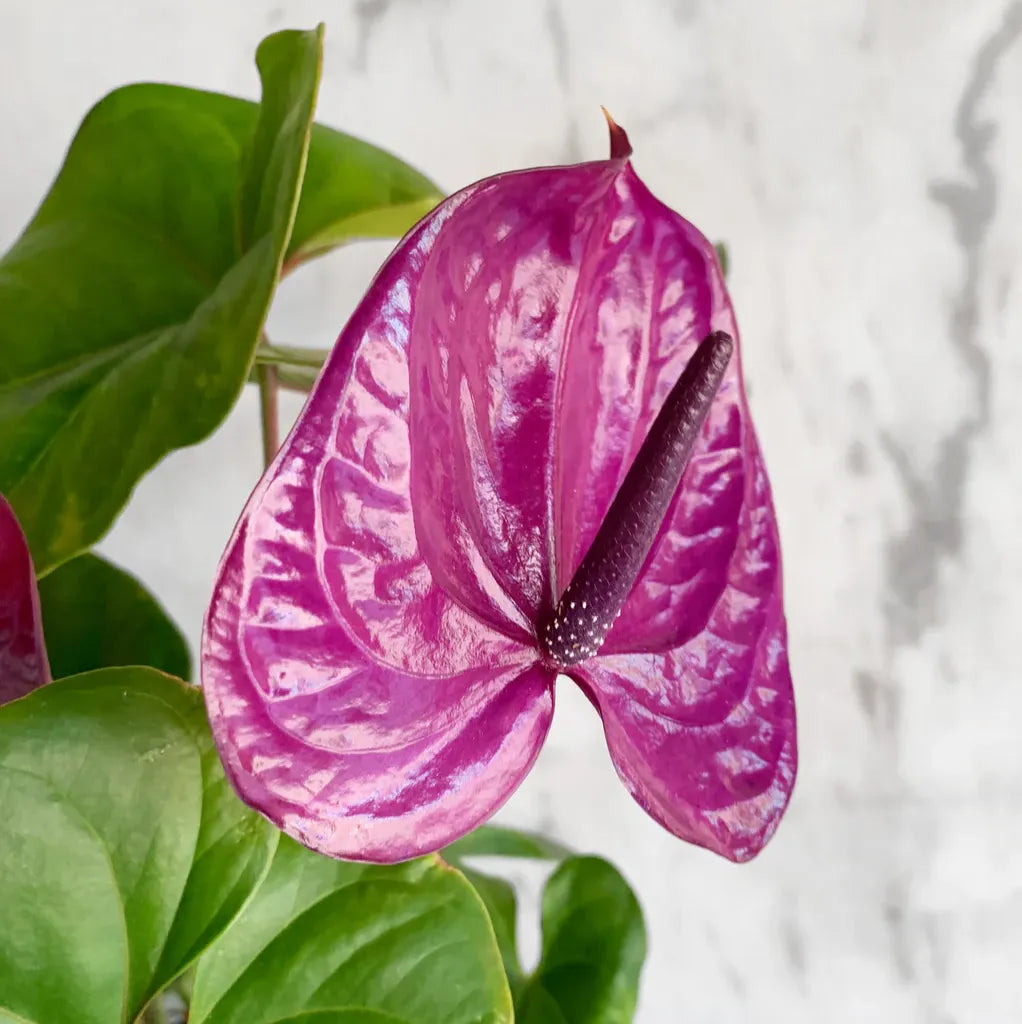 Dark Purple Anthurium Flower Seeds for Planting Cut Flower Favorite Heirloom & GMO Free Seeds for Home Garden
 
 Sale