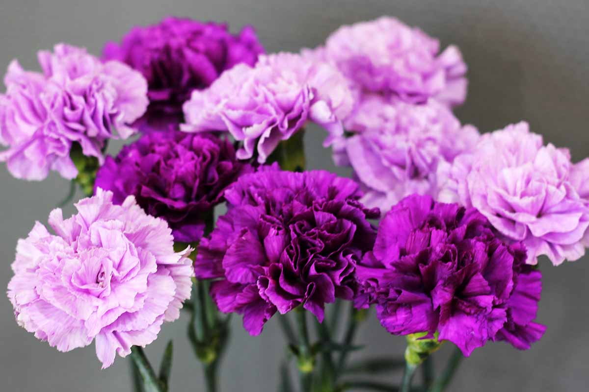 White Violet Carnation Flower seeds for Planting Compact Growth Heirloom & GMO Free Seeds for Home Garden