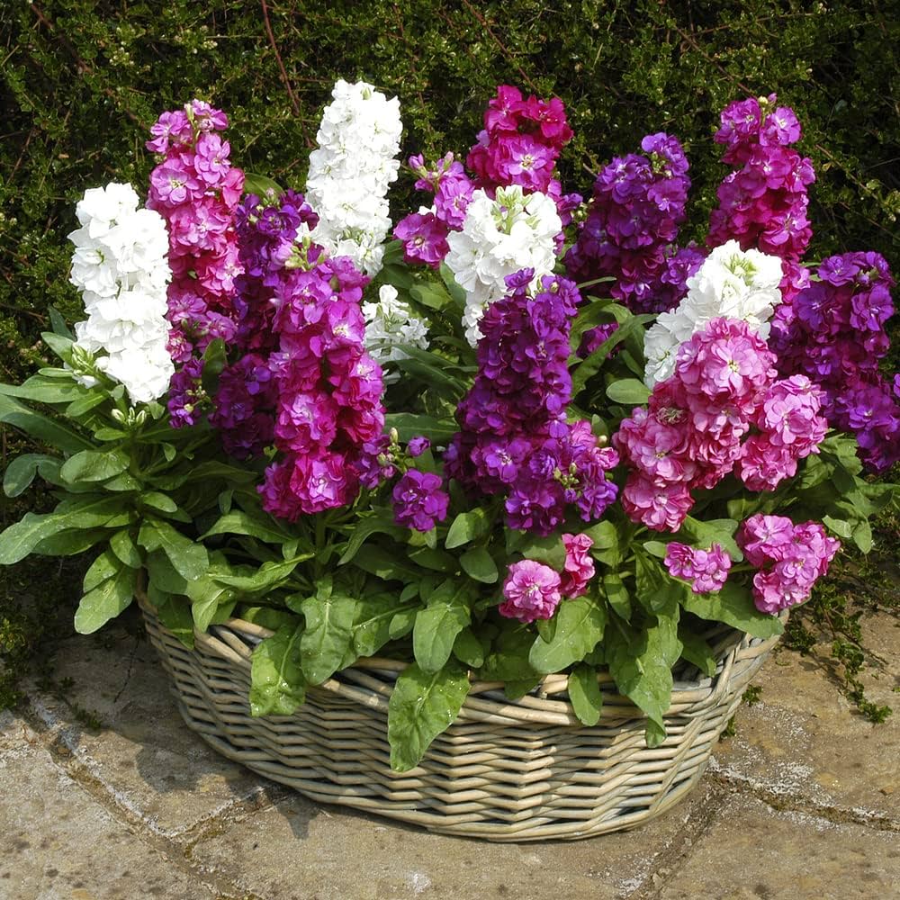 Purple Hoary Stock flowers used in arrangements