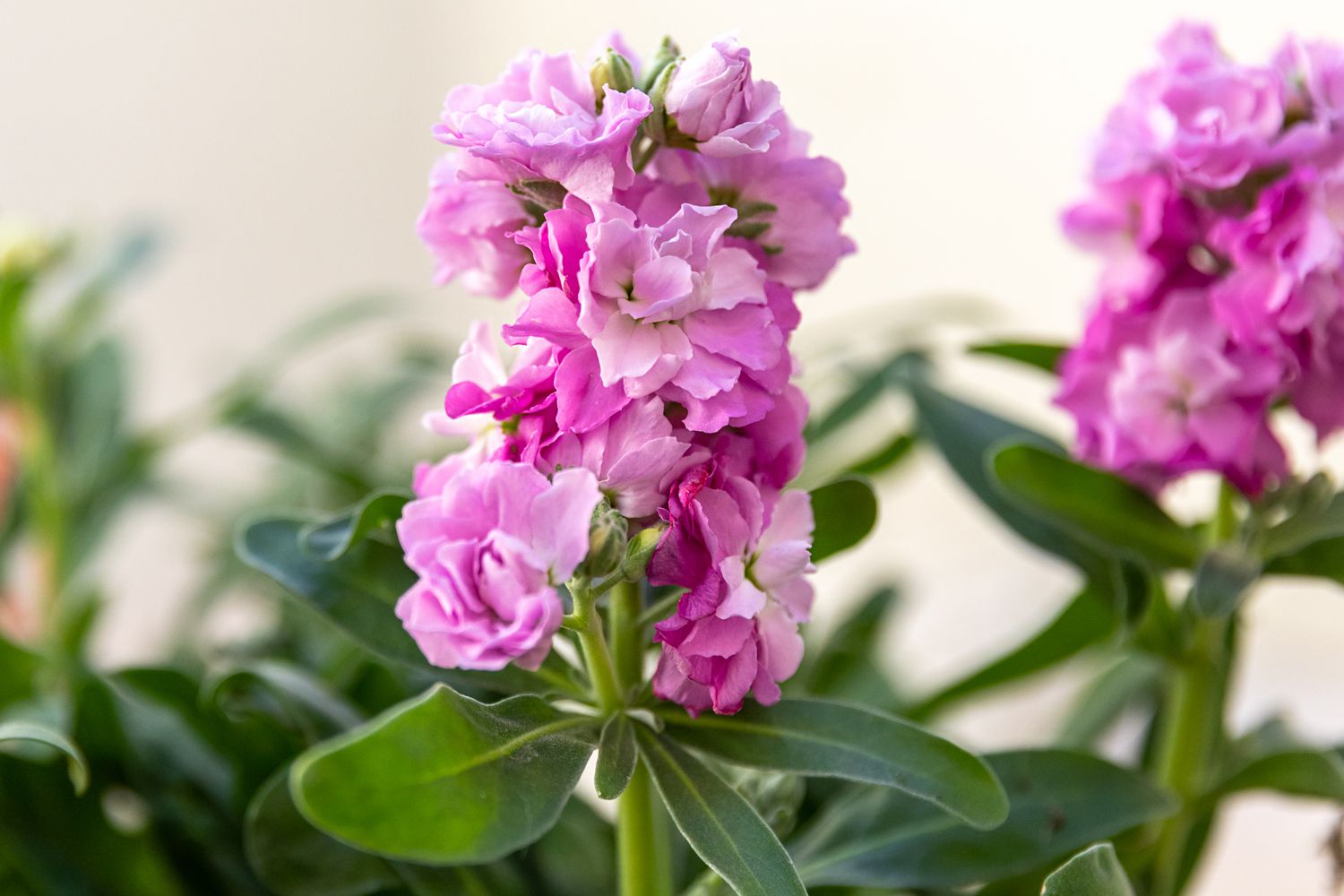 Non-GMO Purple Hoary Stock flower seeds