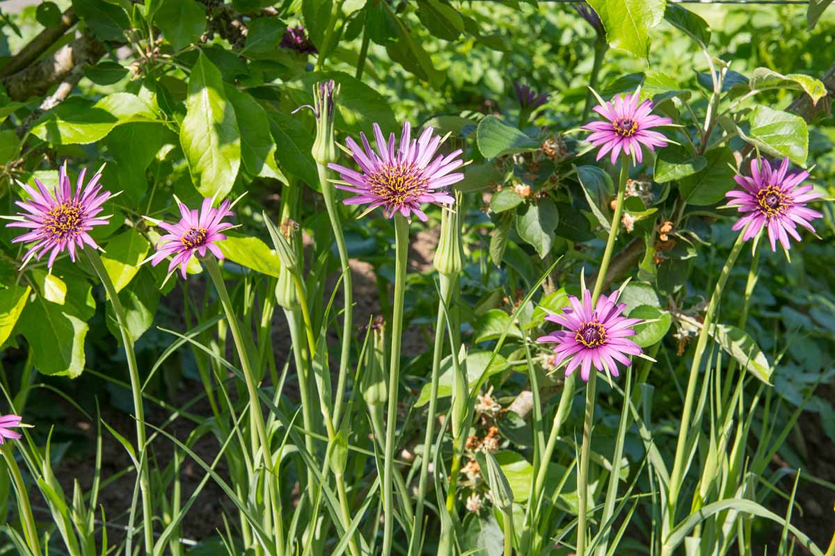 Salsify Edible Flower seeds for Planting Premium Quality Heirloom & GMO Free Seeds for Home Garden