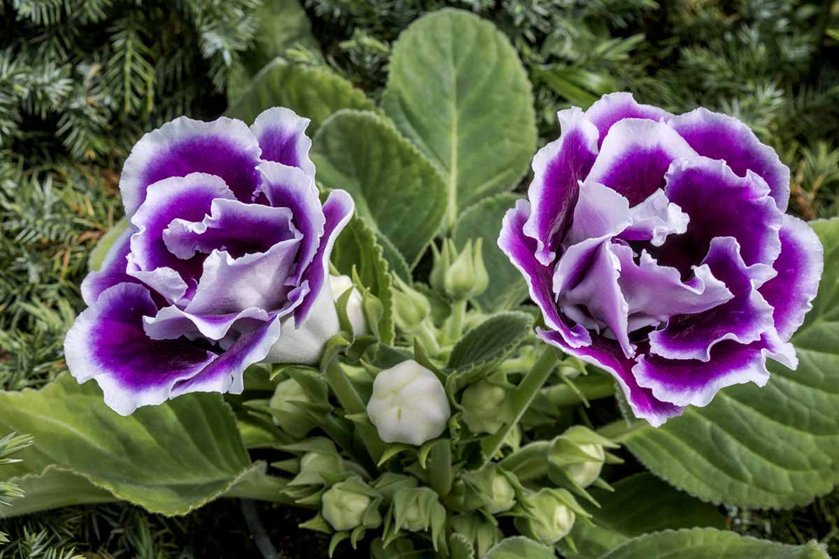 Violet White Gloxinia Flower seeds for Planting - Cottage Garden Essential, Heirloom & GMO Free Seeds for Home Garden