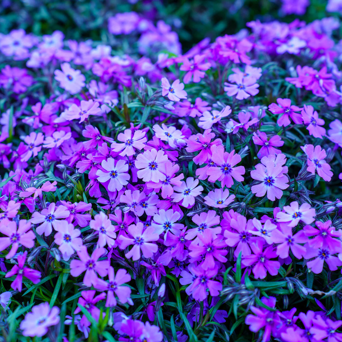 Lavender Linanthus Flower seeds for Planting - Vibrant Colors, Heirloom & GMO Free Seeds for Home Garden