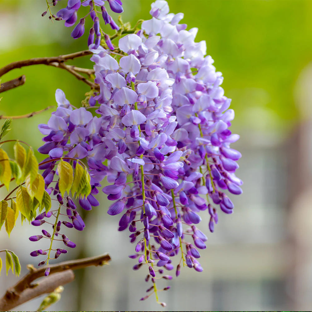 Wisteria Flower seeds for Planting Wildflower Mix Heirloom & GMO Free Seeds for Home Garden