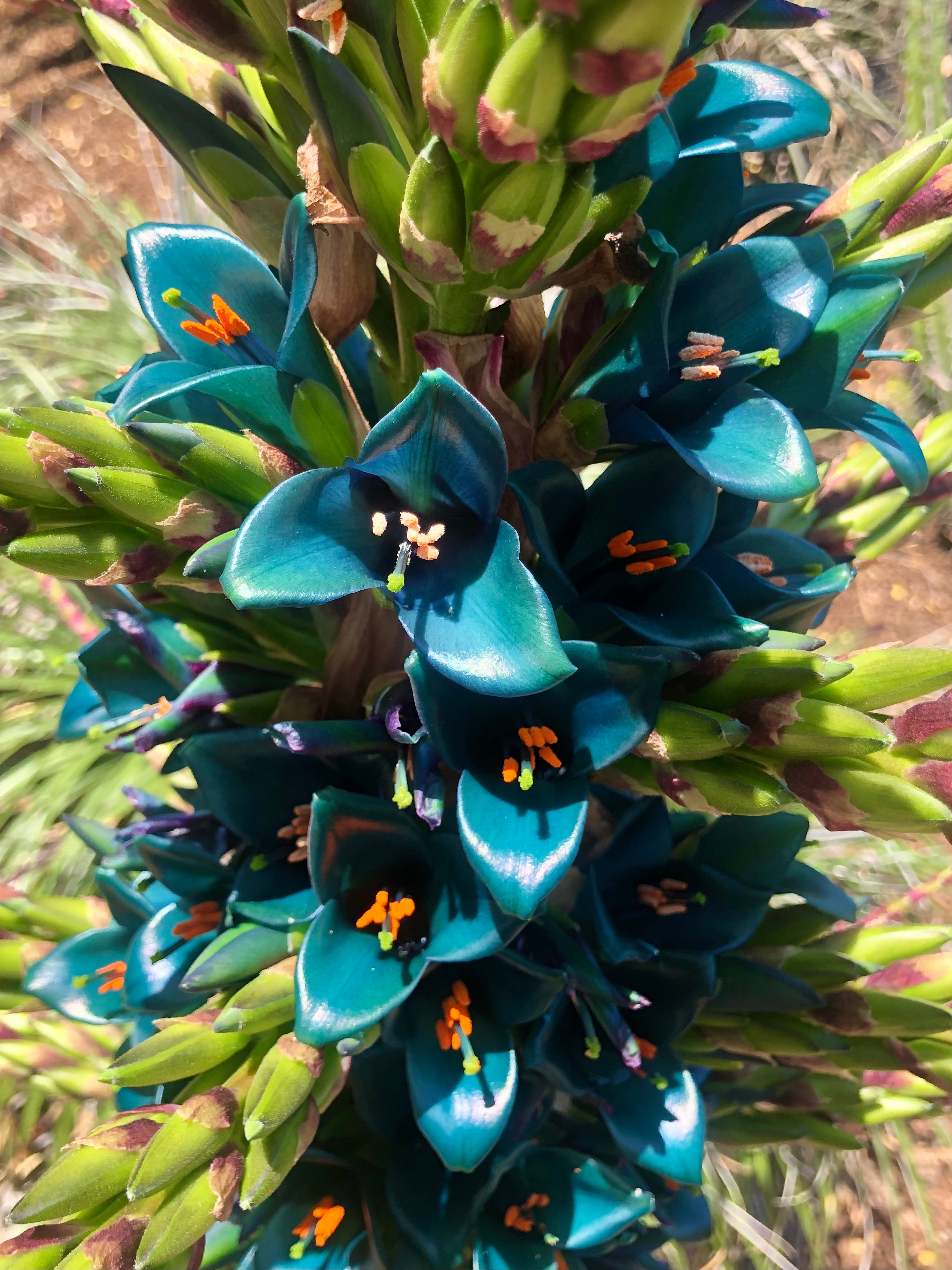 Green Blue Puya Flower seeds for Planting - Bright Blooms, Heirloom & GMO Free Seeds for Home Garden